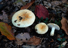 Russula ballouii