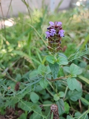 Prunella vulgaris