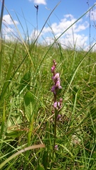 Disperis tysonii