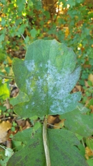 Erysiphe symphoricarpi