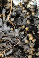 Fucus guiryi