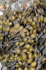 Fucus guiryi