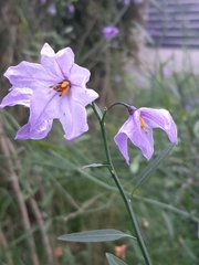 Solanum amygdalifolium