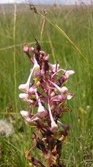 Disa cooperi