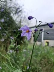 Solanum amygdalifolium