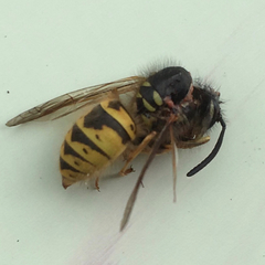 Vespula vulgaris