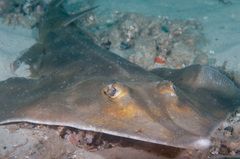 Aptychotrema rostrata