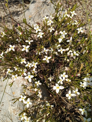 Image of Lachnaea uniflora by no rights reserved