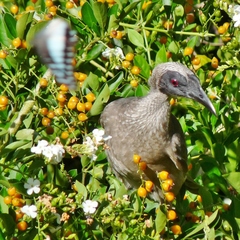 Philemon buceroides