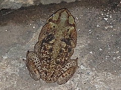 Rhinella diptycha