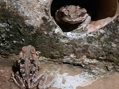 Rhinella diptycha