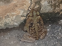 Rhinella diptycha