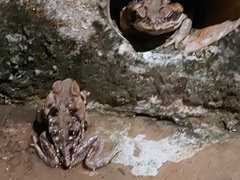 Rhinella diptycha