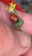 Coccinella septempunctata