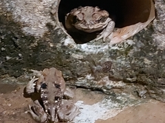 Rhinella diptycha