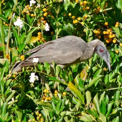 Philemon buceroides