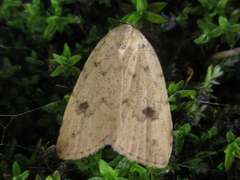 Anachrostis nigripunctalis