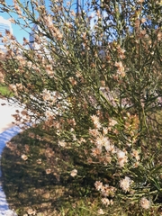 Baccharis spicata