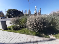Baccharis spicata