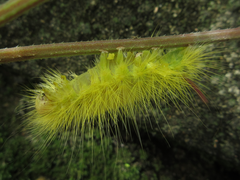 Calliteara pseudabietis