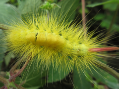 Calliteara pseudabietis