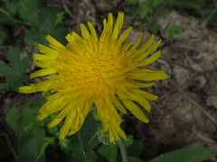 Sonchus brachyotus