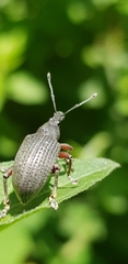 Catamonus melancholicus