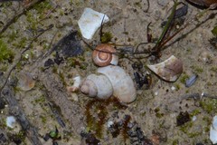 Aegopinella nitidula