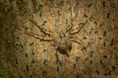 Tamopsis brachycauda