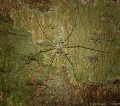 Tamopsis tweedensis