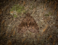 Polyclysta hypogrammata