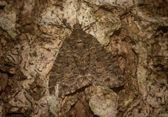 Polyclysta hypogrammata