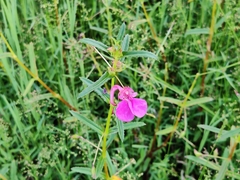 Impatiens chinensis
