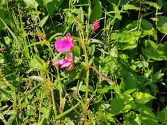 Impatiens chinensis