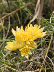 Conostylis candicans