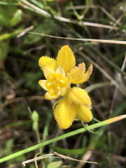 Conostylis candicans