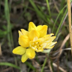 Conostylis candicans