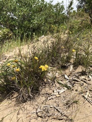 Conostylis candicans
