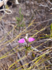 Polygala bracteolata