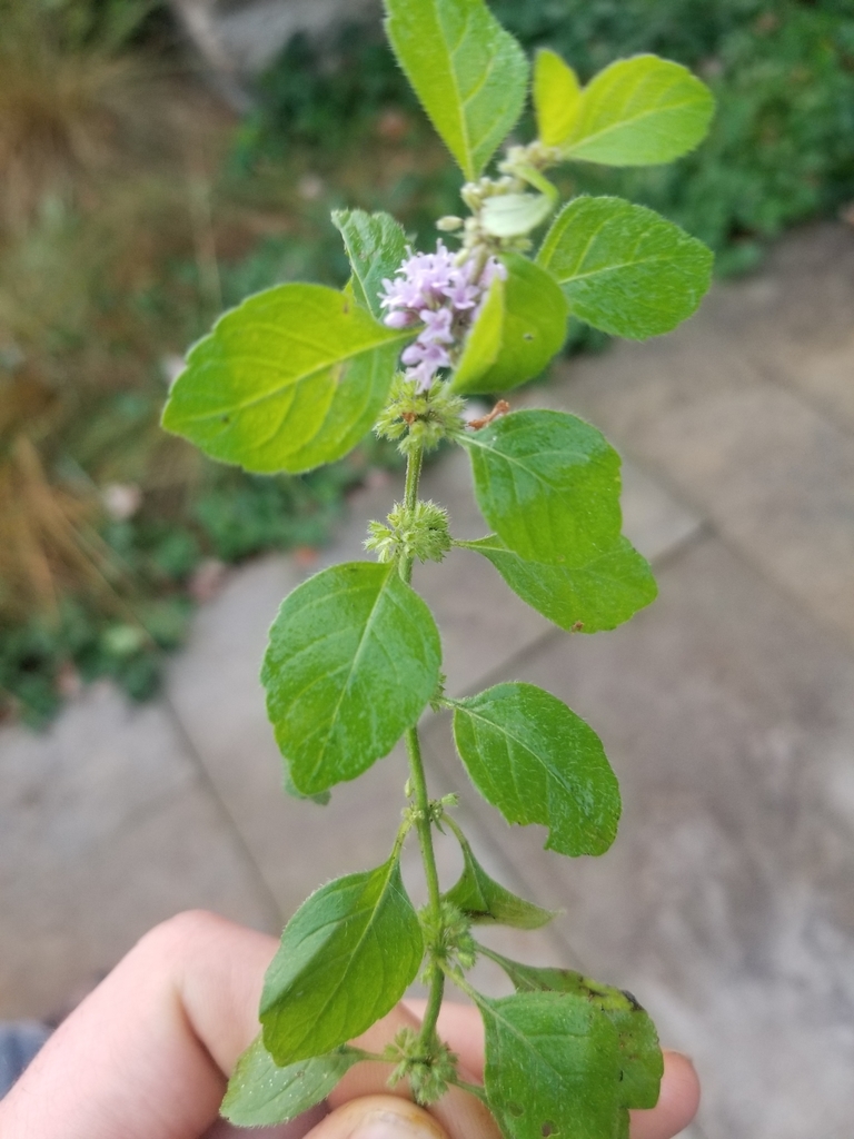 Mentha arvensis, Squirrel Hill South, Pittsburgh, PA, USA