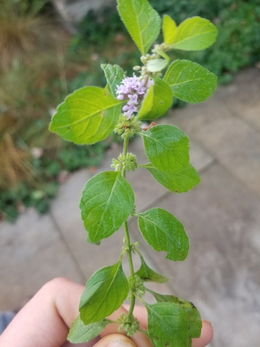 Mentha × gentilis iNat (3)