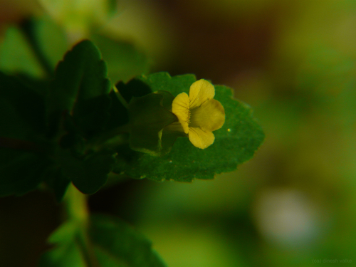 Mecardonia procumbens