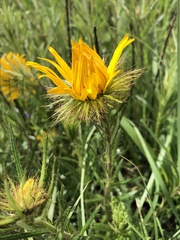 Berkheya insignis