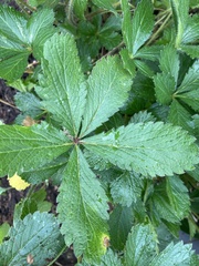 Potentilla thurberi