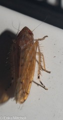 Osbornellus consors