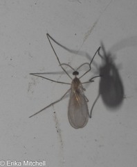 Cecidomyia