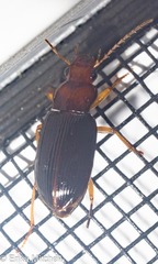 Trichotichnus vulpeculus