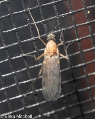 Sylvicola fenestralis