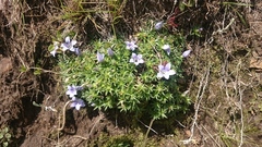 Craterocapsa tarsodes