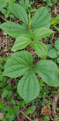 Dioscorea dregeana